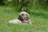 CANE CORSO 1071